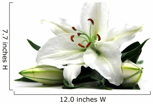 Lilly Tall Wall Decal