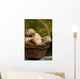 Jerusalem artichokes, Jerusalem artichoke, Helianthus tuberosus tuber root Wall Mural