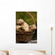 Jerusalem artichokes, Jerusalem artichoke, Helianthus tuberosus tuber root Wall Mural