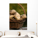 Jerusalem artichokes, Jerusalem artichoke, Helianthus tuberosus tuber root Wall Mural