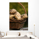 Jerusalem artichokes, Jerusalem artichoke, Helianthus tuberosus tuber root Wall Mural