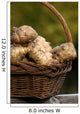 Jerusalem artichokes, Jerusalem artichoke, Helianthus tuberosus tuber root Wall Mural