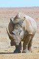 African white rhino with very large horn Wall Mural
