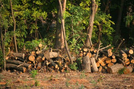 Chopped Firewood under Trees Wall Decal