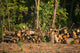 Chopped Firewood under Trees Wall Decal