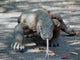 Komodo dragon on the march Wall Mural