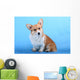 Pembroke Welsh Corgi Puppy Wall Mural