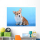 Pembroke Welsh Corgi Puppy Wall Mural