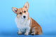 Pembroke Welsh Corgi Puppy Wall Mural
