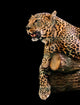 animal portrait leopard Wall Mural