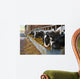 Cows feeding from a trough of hay Wall Mural
