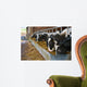 Cows feeding from a trough of hay Wall Mural
