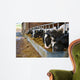 Cows feeding from a trough of hay Wall Mural