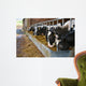 Cows feeding from a trough of hay Wall Mural