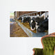 Cows feeding from a trough of hay Wall Mural