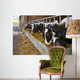 Cows feeding from a trough of hay Wall Mural