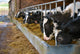 Cows feeding from a trough of hay Wall Mural