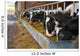 Cows feeding from a trough of hay Wall Mural