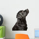 Black Labrador Looks Upwards Wall Decal
