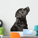 Black Labrador Looks Upwards Wall Decal