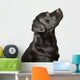 Black Labrador Looks Upwards Wall Decal