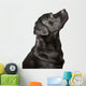 Black Labrador Looks Upwards Wall Decal