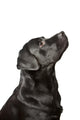 Black Labrador Looks Upwards Wall Decal