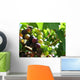 Grapes Wall Mural