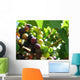 Grapes Wall Mural