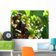 Grapes Wall Mural