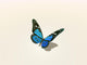 Butterfly Wall Decal