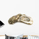 opened oysters on white background Wall Decal