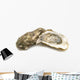 opened oysters on white background Wall Decal