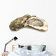 opened oysters on white background Wall Decal