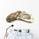 opened oysters on white background Wall Decal