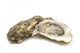 opened oysters on white background Wall Decal