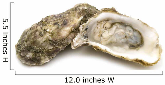 opened oysters on white background Wall Decal