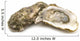 opened oysters on white background Wall Decal
