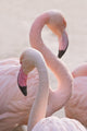 Flamingos Wall Mural