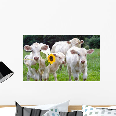 White Dairy Cows Wall Decal shown on a wall