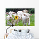White Dairy Cows Wall Decal