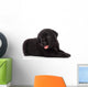 Labrador puppy, isolated on white Wall Decal