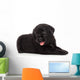 Labrador puppy, isolated on white Wall Decal