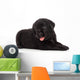 Labrador puppy, isolated on white Wall Decal