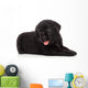 Labrador puppy, isolated on white Wall Decal