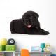 Labrador puppy, isolated on white Wall Decal
