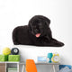Labrador puppy, isolated on white Wall Decal