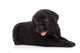Labrador puppy, isolated on white Wall Decal