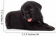 Labrador puppy, isolated on white Wall Decal