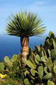 Green Island La Palma Wall Decal
